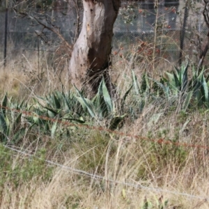 Agave americana at Symonston, ACT - 9 Jul 2023 02:15 PM