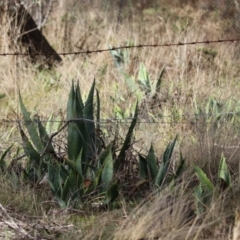 Agave americana at Symonston, ACT - 9 Jul 2023 02:15 PM