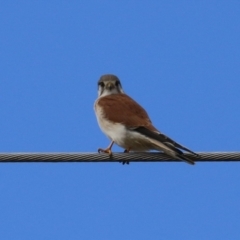 Falco cenchroides (Nankeen Kestrel) at Jerrabomberra, ACT - 9 Jul 2023 by RodDeb