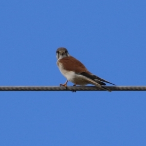 Falco cenchroides at Jerrabomberra, ACT - 9 Jul 2023 01:29 PM