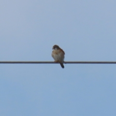 Falco cenchroides at Jerrabomberra, ACT - 9 Jul 2023 01:29 PM