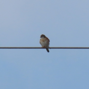 Falco cenchroides at Jerrabomberra, ACT - 9 Jul 2023 01:29 PM