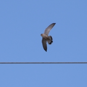 Falco cenchroides at Jerrabomberra, ACT - 9 Jul 2023 01:29 PM