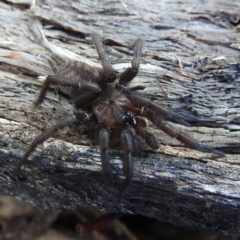 Paraembolides sp. (genus) (A funnel-web spider) at Bullen Range - 9 Jul 2023 by HelenCross