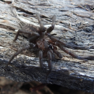 Paraembolides sp. (genus) at Stromlo, ACT - 9 Jul 2023