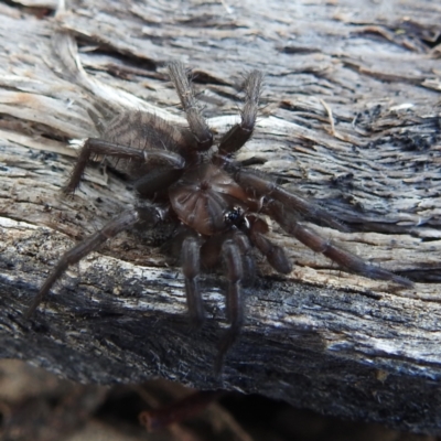 Paraembolides sp. (genus) (A funnel-web spider) at Bullen Range - 9 Jul 2023 by HelenCross