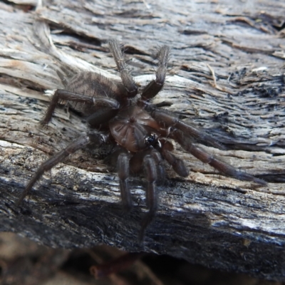 Paraembolides sp. (genus) (A funnel-web spider) at Stromlo, ACT - 9 Jul 2023 by HelenCross