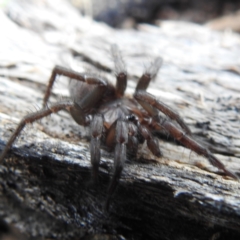 Paraembolides sp. (genus) at Stromlo, ACT - 9 Jul 2023