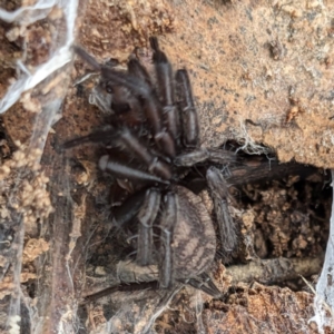 Paraembolides sp. (genus) at Stromlo, ACT - 9 Jul 2023 03:25 PM