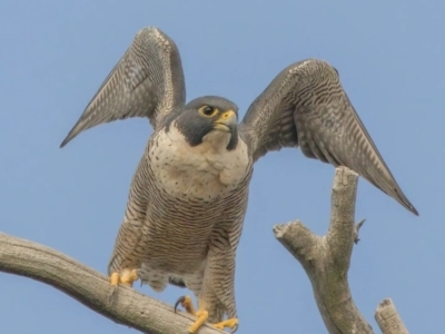 Falco peregrinus (Peregrine Falcon) at Chapman, ACT - 9 Jul 2023 by angelb