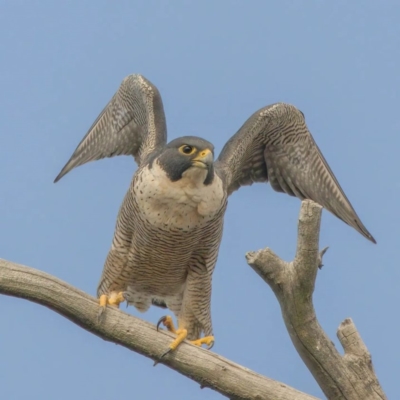 Falco peregrinus (Peregrine Falcon) at Cooleman Ridge - 9 Jul 2023 by angelb