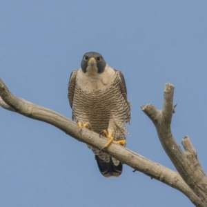 Falco peregrinus at Chapman, ACT - 9 Jul 2023 09:21 PM