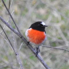 Petroica boodang (Scarlet Robin) at Bullen Range - 9 Jul 2023 by HelenCross