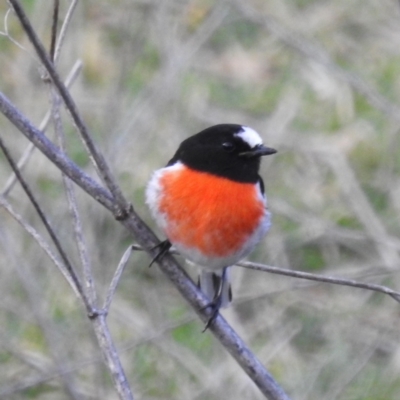 Petroica boodang (Scarlet Robin) at Stromlo, ACT - 9 Jul 2023 by HelenCross