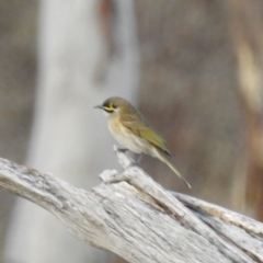 Caligavis chrysops (Yellow-faced Honeyeater) at Stromlo, ACT - 9 Jul 2023 by HelenCross