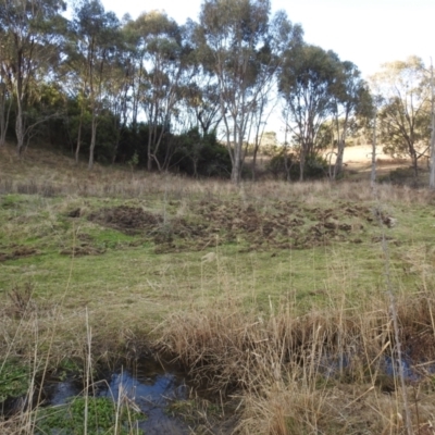 Sus scrofa (Feral Pig) at Stromlo, ACT - 9 Jul 2023 by HelenCross