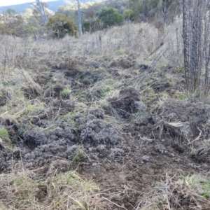 Sus scrofa at Stromlo, ACT - suppressed