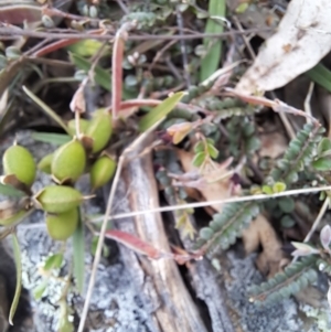 Bossiaea buxifolia at Cook, ACT - 16 Oct 2022 10:10 AM