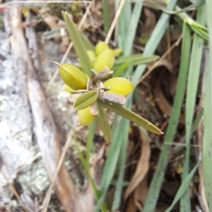 Hovea heterophylla at Cook, ACT - 24 Oct 2022 02:38 PM