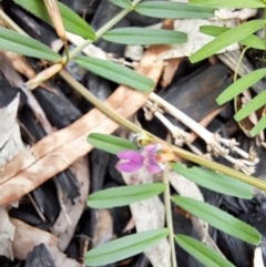 Hovea heterophylla at Cook, ACT - 24 Oct 2022 02:38 PM