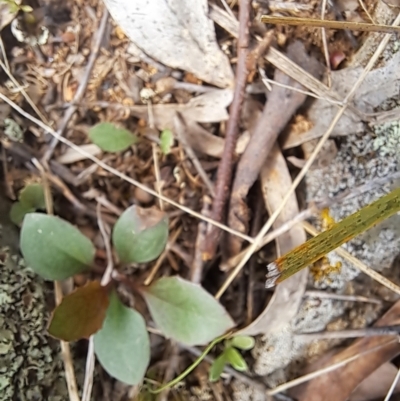 Goodenia hederacea subsp. hederacea (Ivy Goodenia, Forest Goodenia) at Cook, ACT - 16 Oct 2022 by SarahHnatiuk