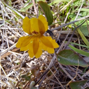 Goodenia hederacea subsp. hederacea at Cook, ACT - 24 Apr 2023