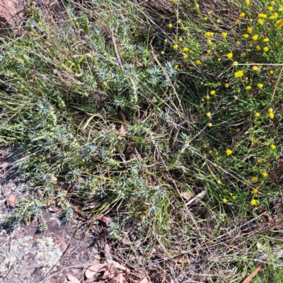 Melichrus urceolatus (Urn Heath) at Mount Painter - 24 Apr 2023 by SarahHnatiuk