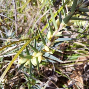 Melichrus urceolatus at Cook, ACT - 24 Apr 2023 11:50 AM