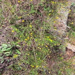 Calotis lappulacea (Yellow Burr Daisy) at Cook, ACT - 24 Apr 2023 by SarahHnatiuk