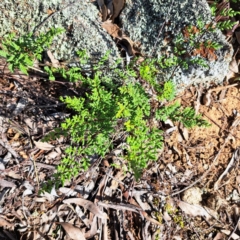 Cheilanthes sieberi subsp. sieberi (Mulga Rock Fern) at Cook, ACT - 24 Apr 2023 by SarahHnatiuk