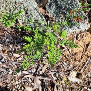 Cheilanthes sieberi subsp. sieberi at Cook, ACT - 24 Apr 2023