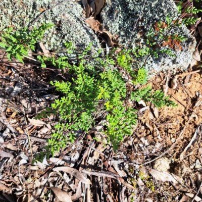 Cheilanthes sieberi subsp. sieberi (Mulga Rock Fern) at Cook, ACT - 24 Apr 2023 by SarahHnatiuk