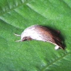 Tortricopsis pyroptis (A Concealer moth (Wingia Group)) at Conder, ACT - 24 Dec 2022 by michaelb