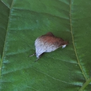 Tortricopsis pyroptis at Conder, ACT - 24 Dec 2022