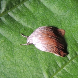 Tortricopsis pyroptis at Conder, ACT - 24 Dec 2022 05:39 AM