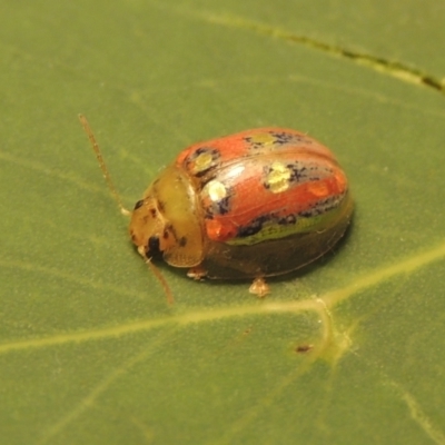 Paropsisterna annularis (A leaf beetle) at Conder, ACT - 2 Jan 2023 by MichaelBedingfield