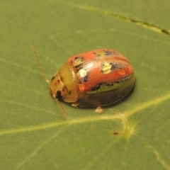 Paropsisterna annularis (A leaf beetle) at Pollinator-friendly garden Conder - 2 Jan 2023 by michaelb