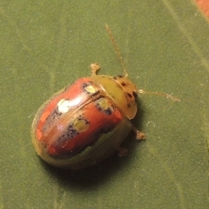 Paropsisterna annularis at Conder, ACT - 2 Jan 2023