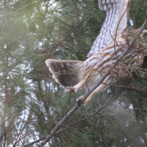 Ninox boobook at Stromlo, ACT - 10 Jul 2023 01:11 PM