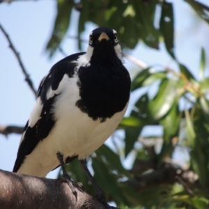 Grallina cyanoleuca at Conder, ACT - 9 Jul 2023