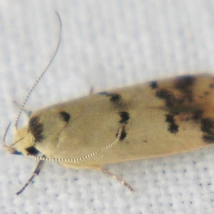 Compsotropha strophiella at Sheldon, QLD - suppressed