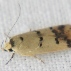 Compsotropha strophiella (A Concealer moth) at Sheldon, QLD - 22 Mar 2007 by PJH123