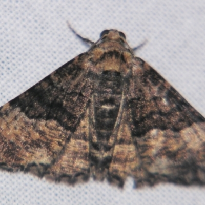 Aporoctena scierodes (Buff-tinted Geometrid) at Sheldon, QLD - 23 Mar 2007 by PJH123