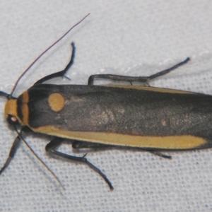 Brunia replana at Sheldon, QLD - suppressed