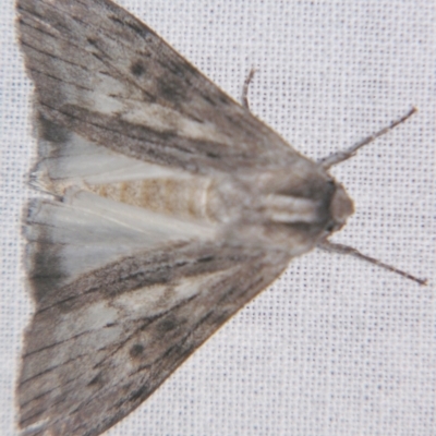 Capusa senilis (Black-banded Wedge-moth) at Sheldon, QLD - 23 Mar 2007 by PJH123
