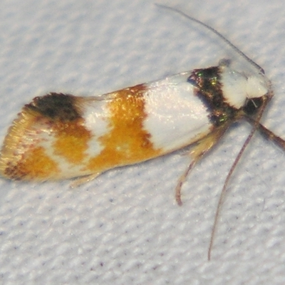 Crepidosceles glycydora (Crepidosceles glycydora) at Sheldon, QLD - 23 Mar 2007 by PJH123