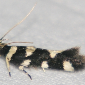 Macrobathra arrectella at Sheldon, QLD - suppressed