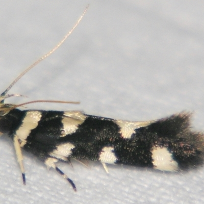 Macrobathra arrectella (A Gelechioid moth) at Sheldon, QLD - 23 Mar 2007 by PJH123