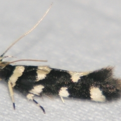 Macrobathra arrectella (A Gelechioid moth) at Sheldon, QLD - 23 Mar 2007 by PJH123