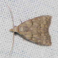 Nola fraterna (A Noctuid moth (Nolidae)) at Sheldon, QLD - 23 Mar 2007 by PJH123